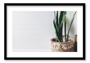 Stylish green plant sansevieria in straw pot on background of white rustic wall, copy space. Modern room decor, boho bedroom. Plant in wicker basket