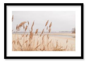 Pampas grass outdoor in light pastel colors. Dry reeds boho style 