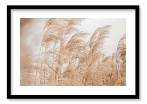 Pampas grass outdoor in light pastel colors. Dry reeds boho style 