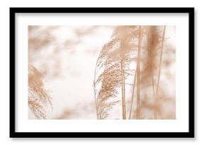 Pampas grass outdoor in light pastel colors. Dry reeds boho style 