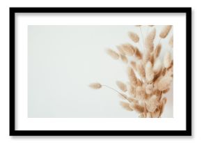 Fluffy tan pom pom plants bouquet in glass vase on white background.