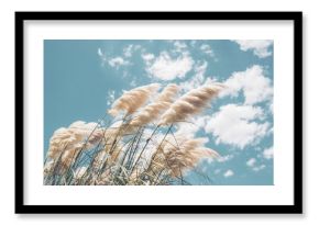 Pampa grass with light blue sky and clouds