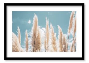 Pampa grass with light blue sky and clouds