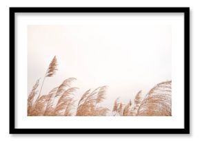 Pampas grass outdoor in light pastel colors. Dry reeds boho style.  