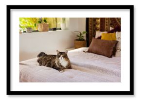 boho bedroom decor, cat on bed