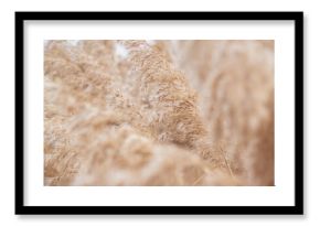 Close-up pampas grass (Cortaderia selloana), reed. Abstract natural background. Beautiful pattern in neutral colors. Selective focus.