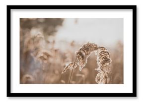 Pampas grass outdoor in light pastel colors. Dry reeds boho style. Abstract natural background