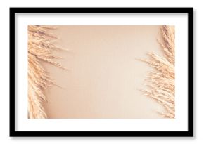 Beige neutral background with pampas grass plume