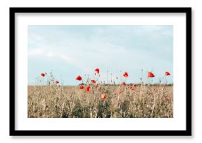 Hello spring. Beautiful poppy field landscape in full bloom. Red poppy meadow in the sunlight. Wide format, copy space. soft focus