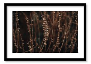 Autumn dry seasonal beige plants in the park. Dry reeds boho style. Moody atmosphere. Autumnal wallpaper