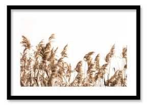brown boho grass on a white background