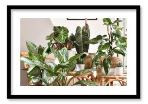 Urban jungle. Different tropical houseplants like Philodendron or Chinese Evergreen in basket flower pots on wooden tables