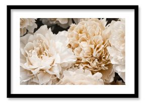 beige peonies on dark background. minimal floral and nature style, selective focus, holiday card. coffee tones flowers, modern design, boho concept.