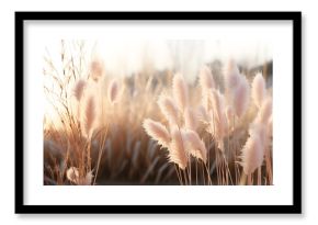 Pampas grass Cortaderia. Aesthetic nature landscape. Dry leaves, stems of reeds and fluffy blossoms of plant 