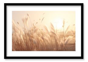 pampas grass in a field in the sun. banner