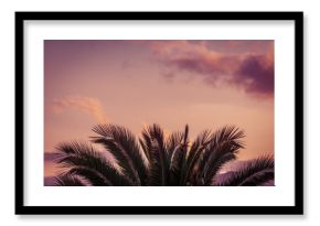 Isolated palm tree leaves with cloudy background, close up