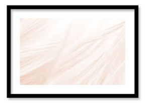 Beautiful white-brown feather texture background