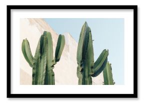 Cactus plant. Creative, minimal, styled concept for bloggers.