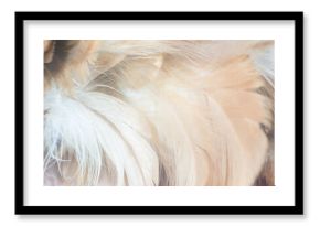 Beautiful colors trend eagle feather texture pattern background 