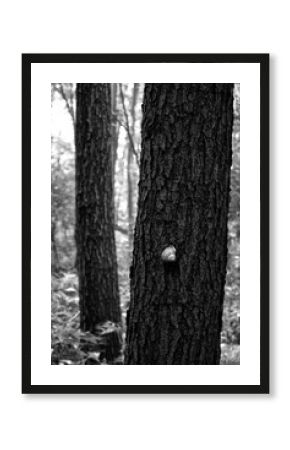 las, ślimak, drzewa, kora, czarno biały, muszla, BW, detal, park, płaz, kontrast