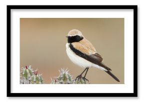 Woestijntapuit, Desert Wheatear, Oenanthe deserti homochroa