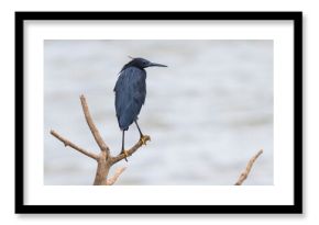 Zwarte Reiger  Black Heron  Egretta ardesiaca