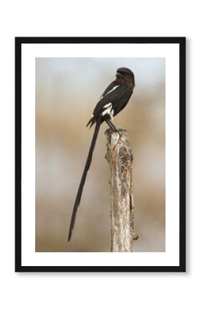 Eksterklauwier, Magpie Shrike, Urolestes melanoleucus