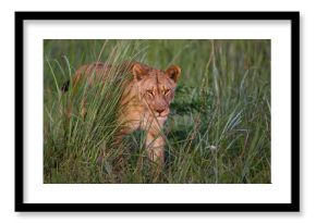 Lion eating a prey in Nambiti Game Reserve near Ladysmith in South Africa