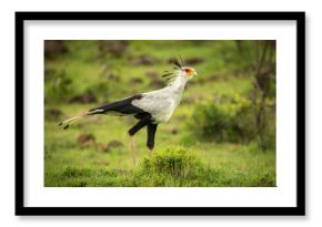 Secretary bird walks across grass near rocks