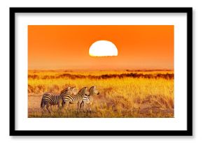 Zebra group with amazing sunset in african savannah. Serengeti National Park, Tanzania. Wild nature african landscape and safari concept
