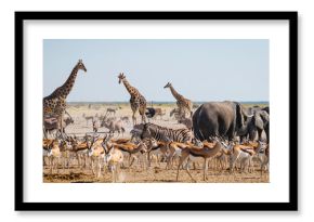 Wild animals congregate around a waterhole in Etosha National Park, northern Namibia, Africa.