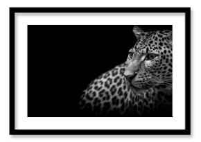 Template of a panther with a black background