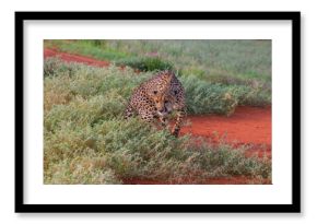 View of a Cheetah (Acinonyx jubatus) waiting in grass at shade, Kalahari desert, Namibia.