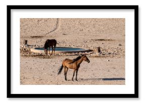 View of a herd of horses drinking water from a fountain in Namibian desert, Namibia.