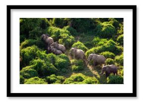 Elephants in Maasai Amboseli Park Game Reserve Kenya