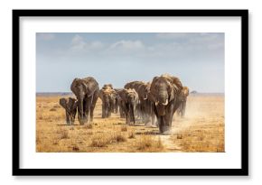 Herd of African Elephants Walking Towards Camera
