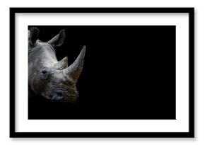 Rhino with a black background