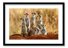 Meerkat, Addo Elephant National Park