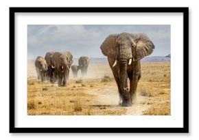 Large elephant leading a herd walking down a path in the dry lake bed of Amboseli National Park