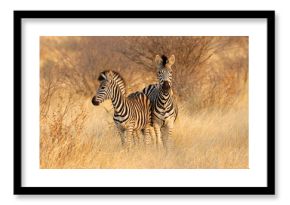 Two plains zebras (Equus burchelli) in natural habitat, South Africa.