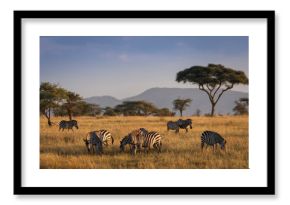 African zebras at beautiful landscape during sunrise safari in the Serengeti National Park. Tanzania. Wild nature of Africa..