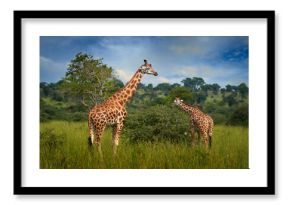 Two giraffe in the green vegetation with blue sky, wildlife nature, Okavango, Botswana in Africa. Mother and young in nature. Wildlife Botswana