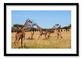 Giraffes (Giraffa camelopardalis) on the savannah plains, Serengeti National Park, Tanzania