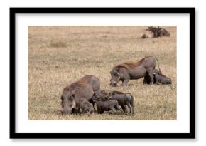 Africa,Kenya, Masai Mara, Warthog's family (Phacochoerus aethiopicus)