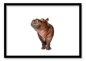 Hippo calf, 3 months old, isolated, Hippopotamus amphibius
