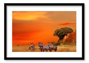 Zebras in the African savanna at sunset. Serengeti National Park. Tanzania. Africa.