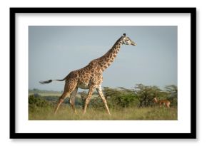 A Masai giraffe (Giraffa tippelskirchi) walks past an impala (Aepyceros melampus) on the savannah  Narok, Masai Mara, Kenya