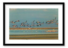 Flamingoes at Lake Magadi, a saltwater lake southwest of Nairobi, Kenya  Kenya