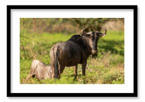 South Africa, Marakele National Park, Wildebeests in field