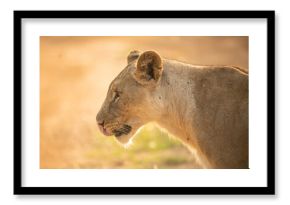 South Africa, Marakele National Park, Profile of lioness
